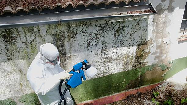 Top rated local Mold Remediation specialists in Ridgewood, IL